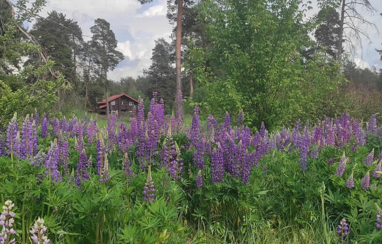 Photo wallpaper forest, grass, thickets, home, meadow flowers
