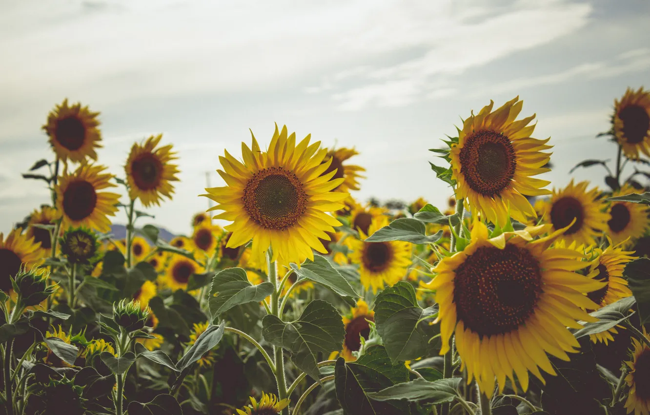Photo wallpaper field, summer, the sky, clouds, sunflowers, flowers, yellow, nature