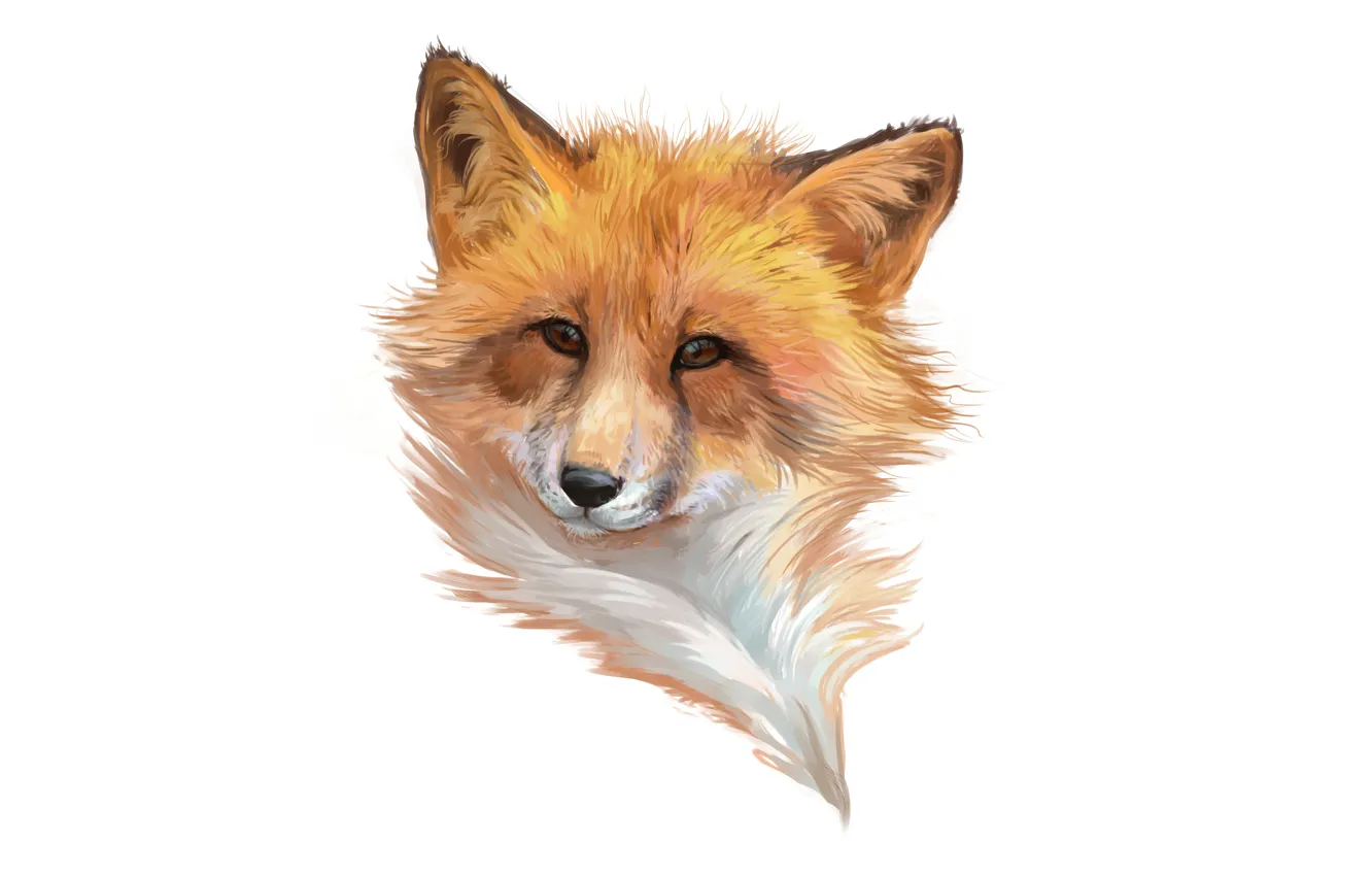 Photo wallpaper face, minimalism, Fox, white background, fox
