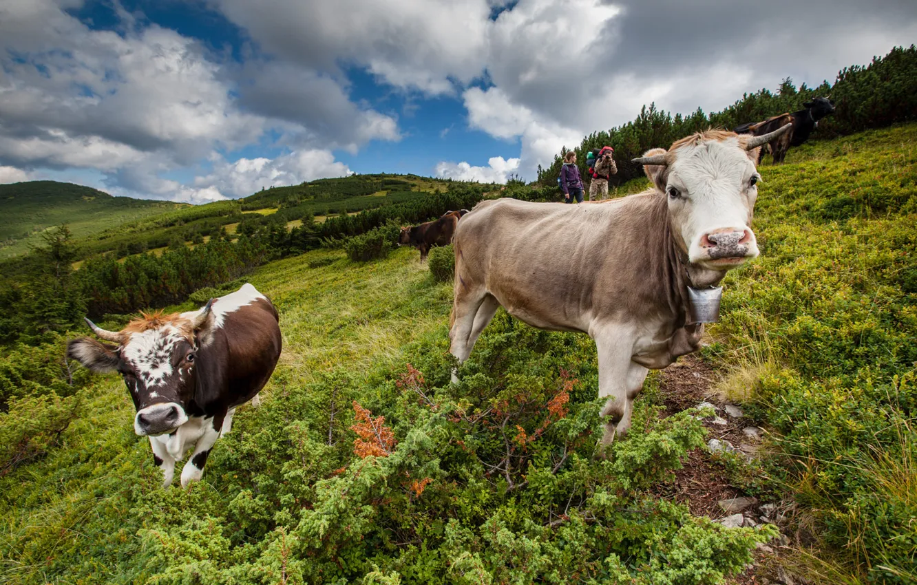 Photo wallpaper field, summer, face, cows, slope, pasture, meadow, pair