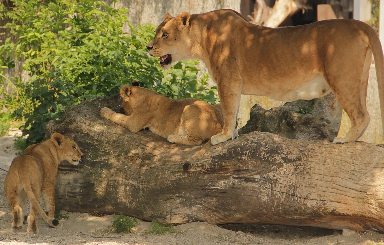 Photo wallpaper sand, greens, trees, shadow, baby, cub, lioness, lion