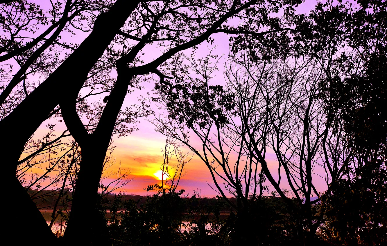 Photo wallpaper trees, water, lake, morning, sun, sunrise, dawn, woods