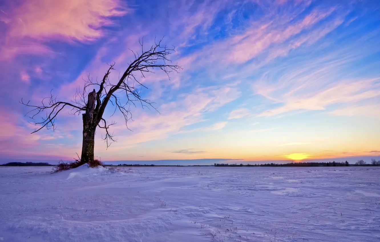 Photo wallpaper winter, the sky, the sun, clouds, snow, sunset, tree