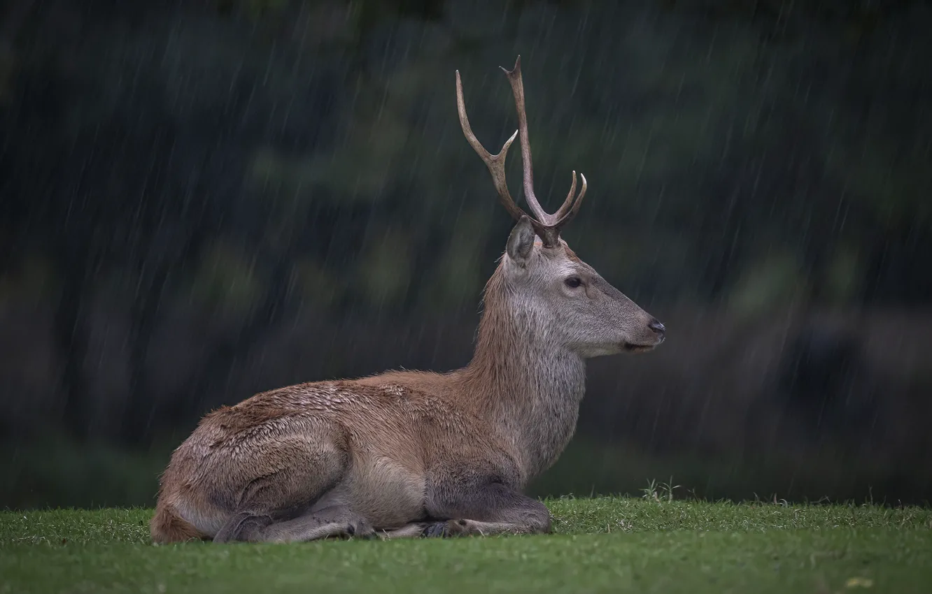 Photo wallpaper grass, rain, glade, deer, lies, profile, the shower
