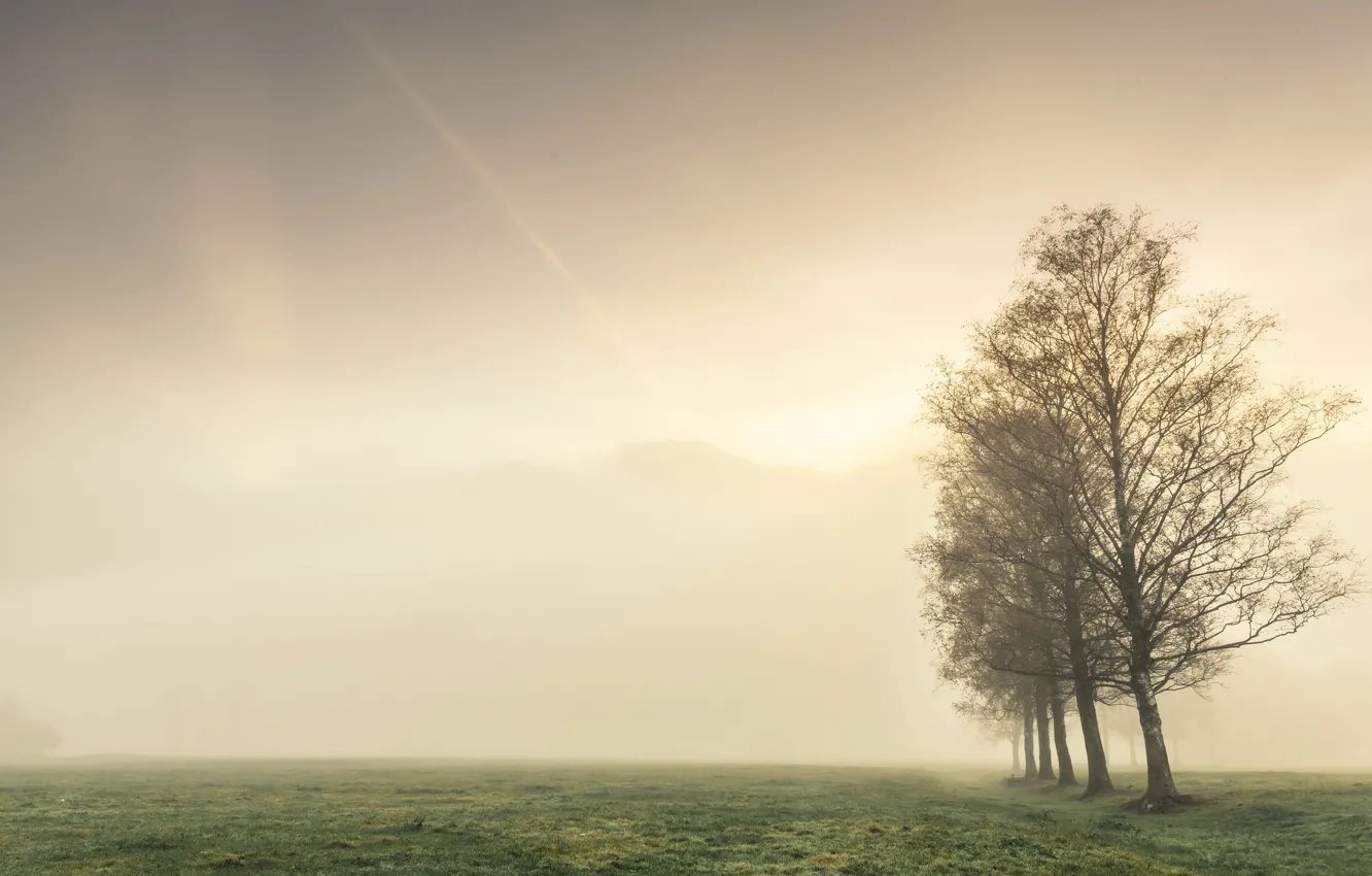 Photo wallpaper field, autumn, trees, fog