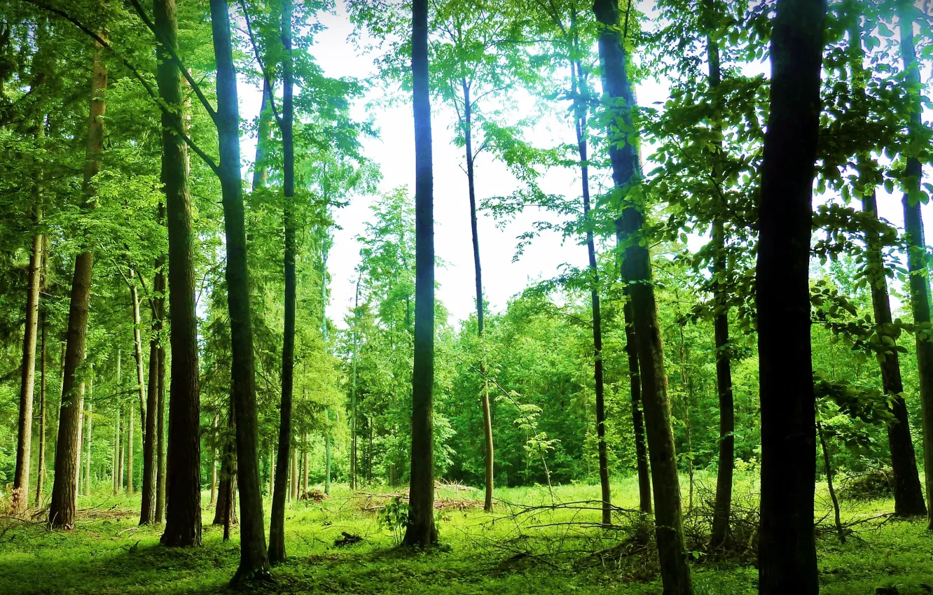 Photo wallpaper summer, the sky, rays, landscape, nature, green, forest. trees