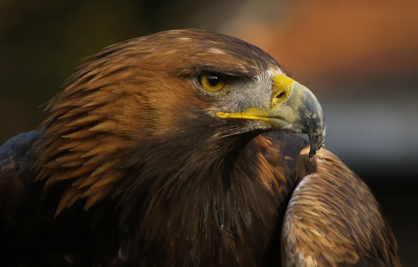 Photo wallpaper bird, eagle, beak