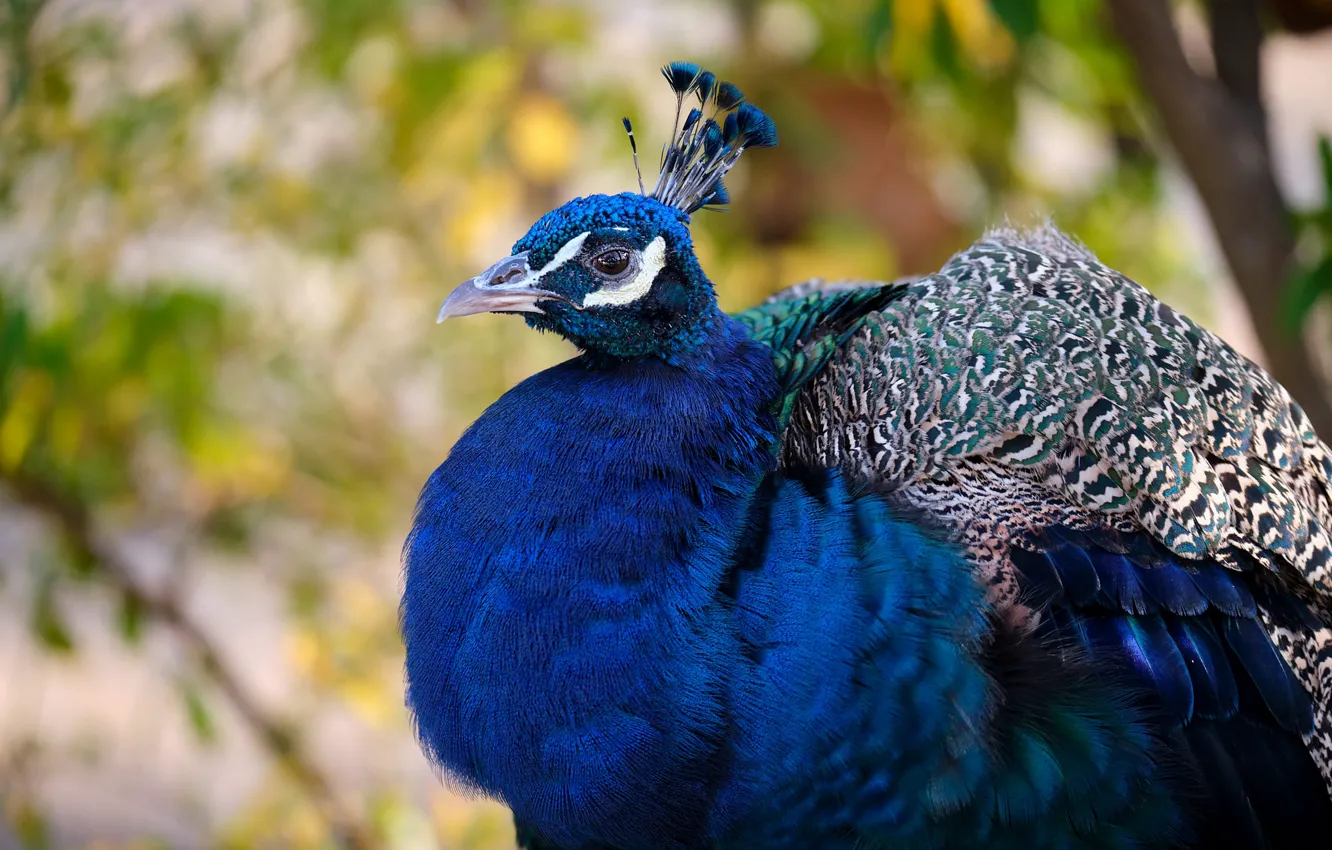 Photo wallpaper blue, bird, portrait, peacock