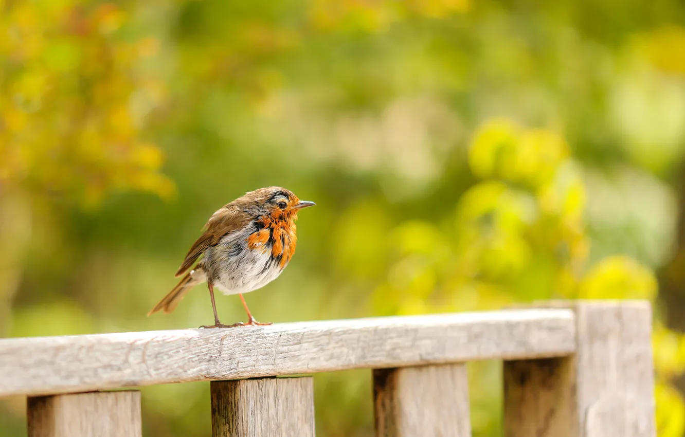 Photo wallpaper nature, background, bird, the fence, bokeh, Robin