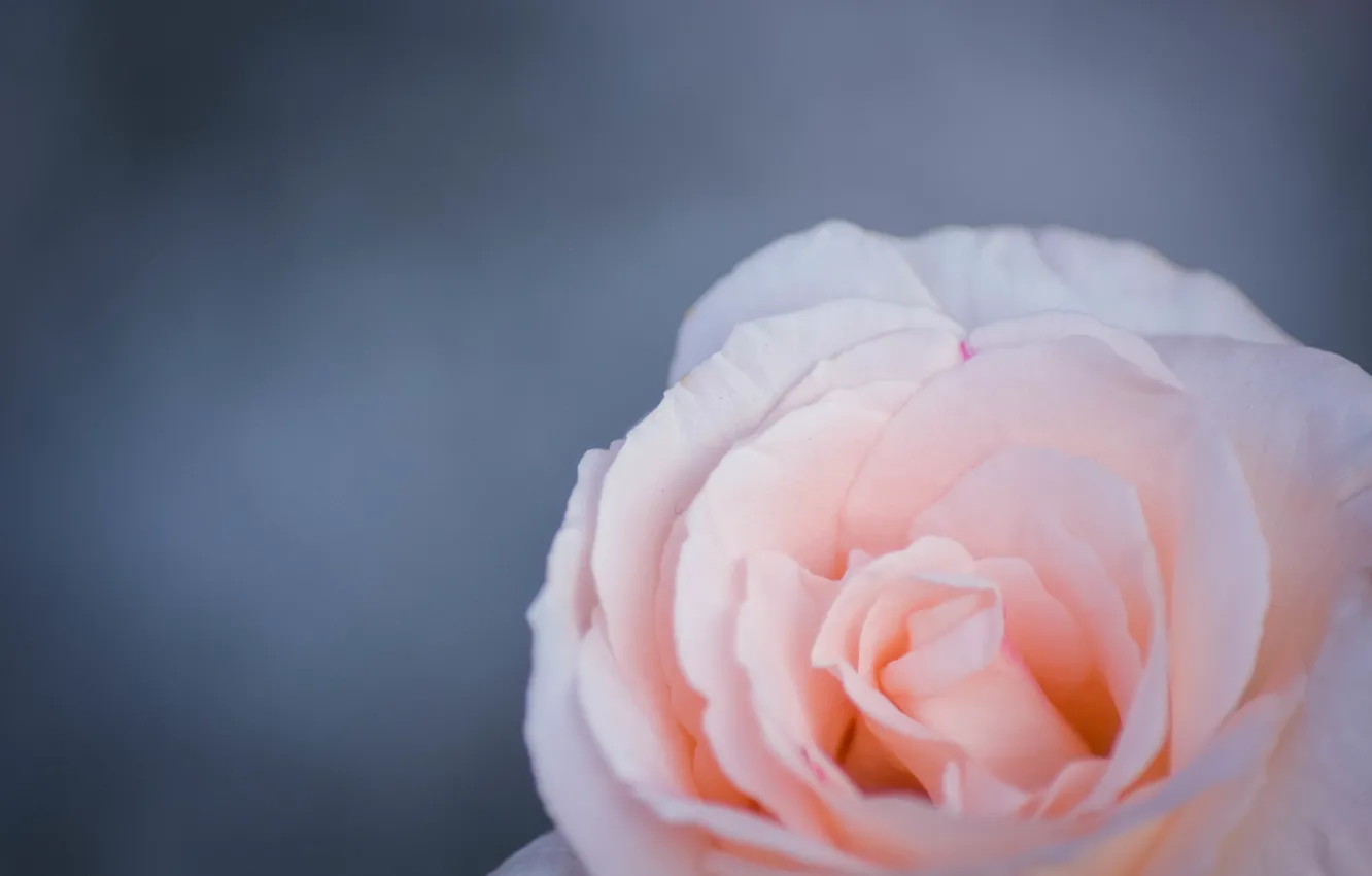 Photo wallpaper flowers, tenderness, rose