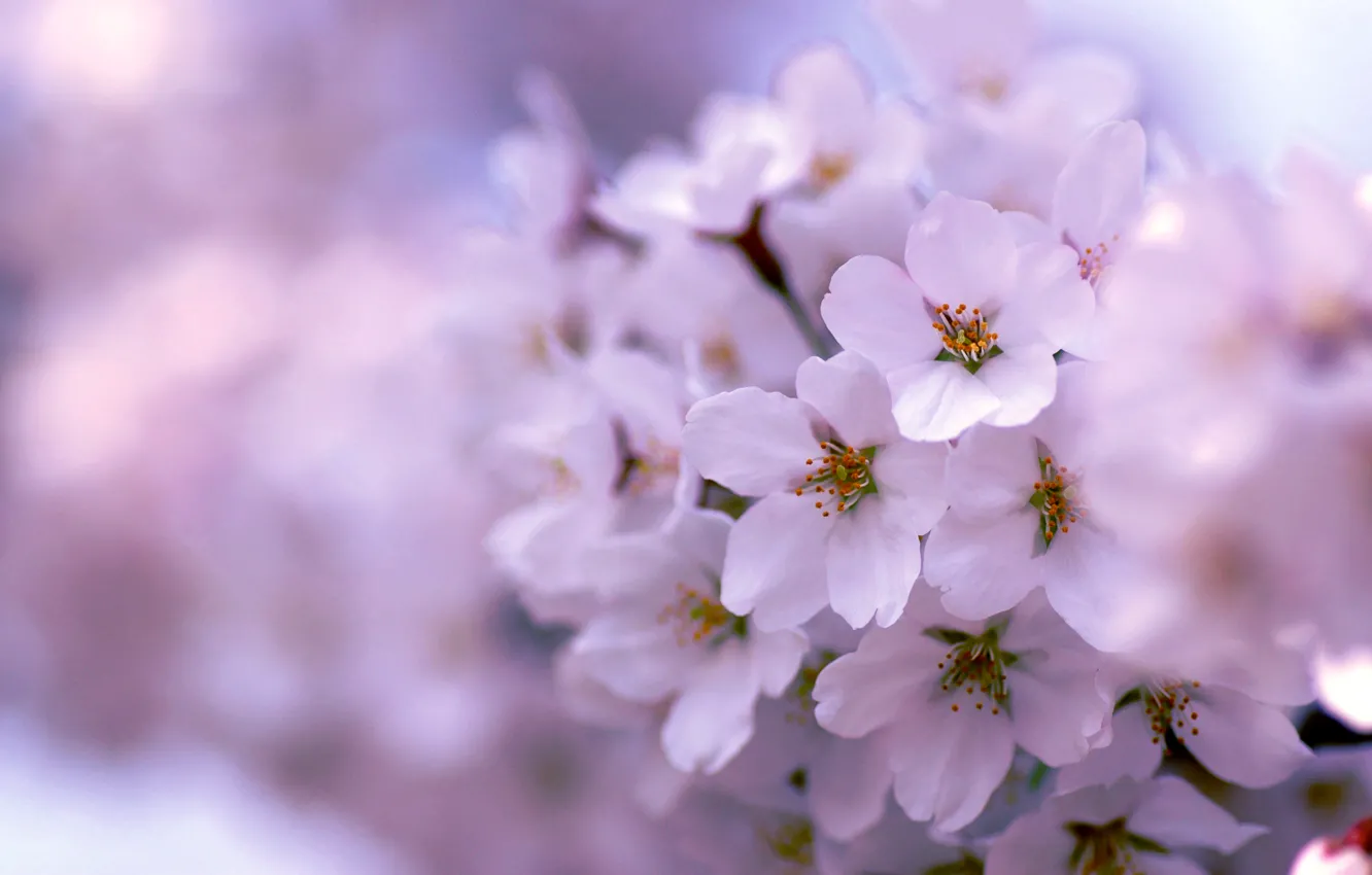 Photo wallpaper tree, lilac, spring, flowering