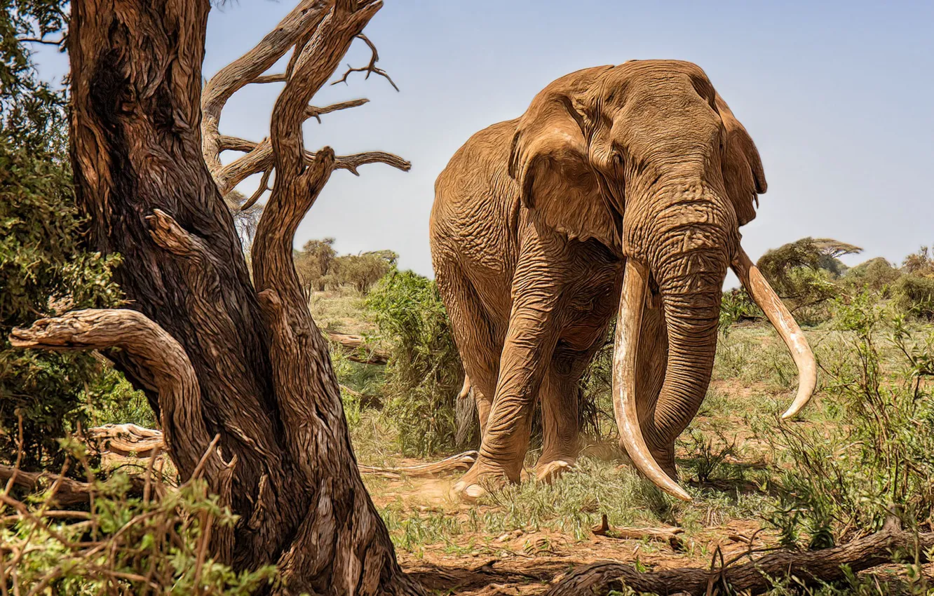 Photo wallpaper nature, elephant, treatment