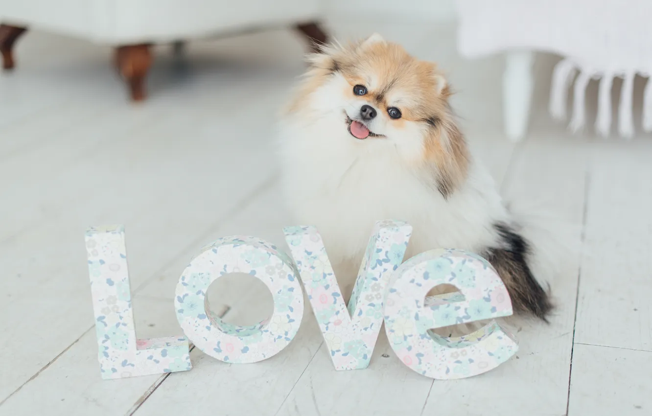 Photo wallpaper look, pose, dog, face, Spitz