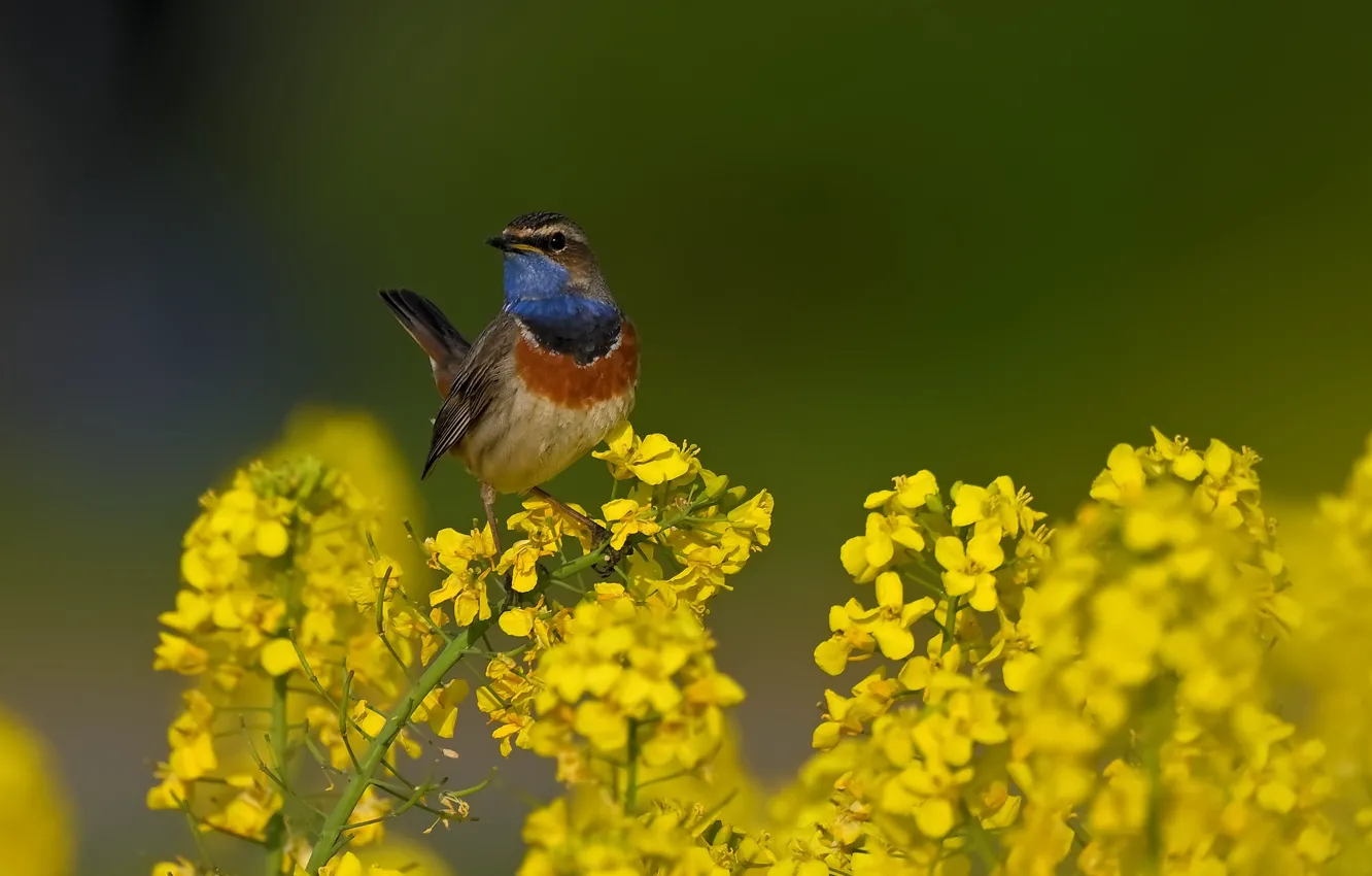 Photo wallpaper flowers, background, bird, rape, Bluethroat