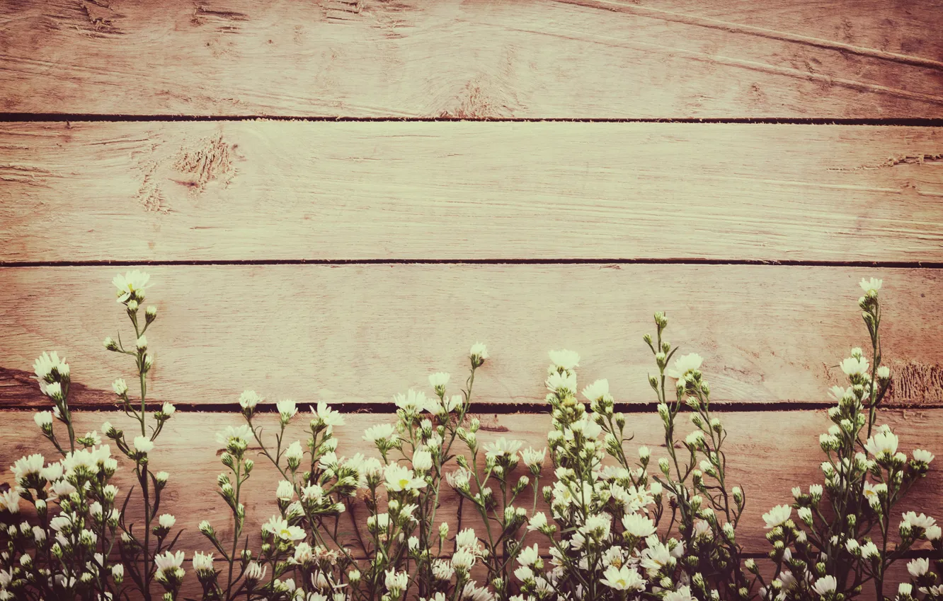 Photo wallpaper flowers, spring, white, white, wood, blossom, flowers, spring