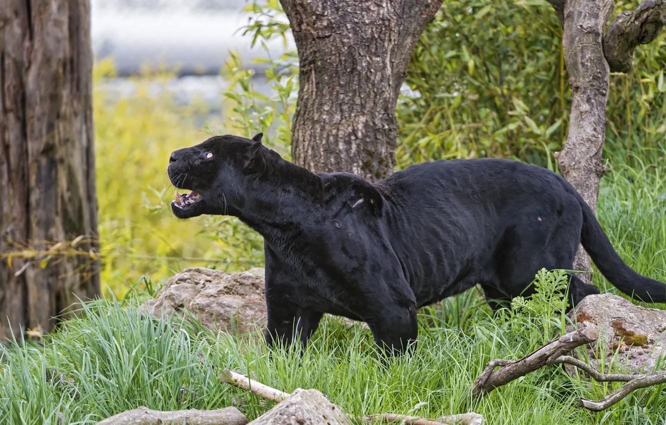 Photo wallpaper cat, grass, black, Jaguar, ©Tambako The Jaguar
