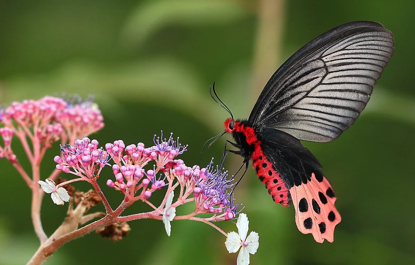 Photo wallpaper macro, flowers, butterfly, hydrangea