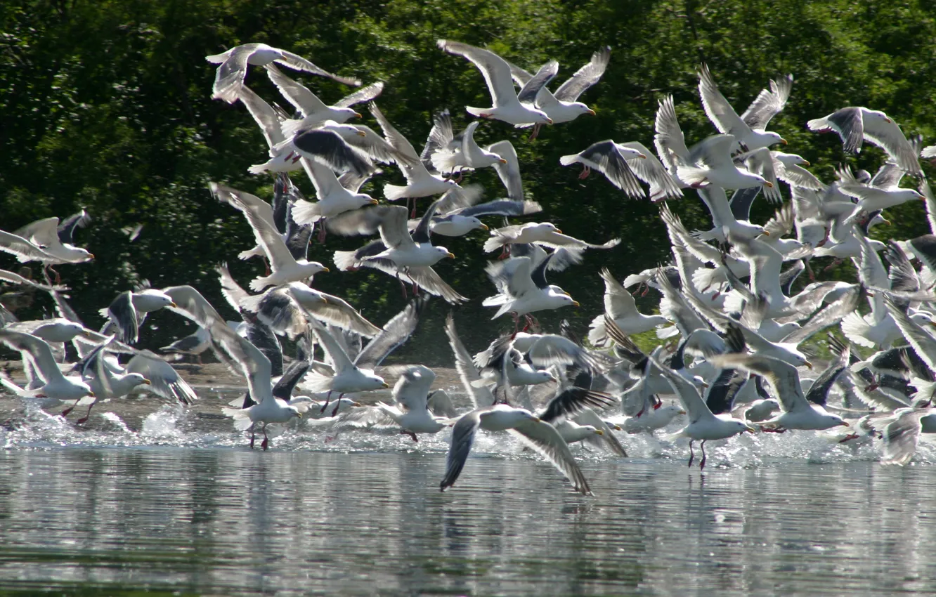 Photo wallpaper forest, birds, river, photo, seagulls, pack