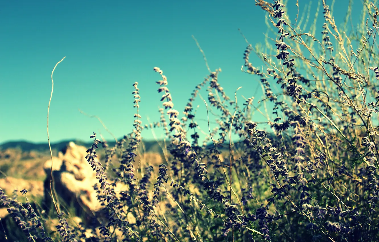Photo wallpaper greens, purple, the sky, stones, blue, plant