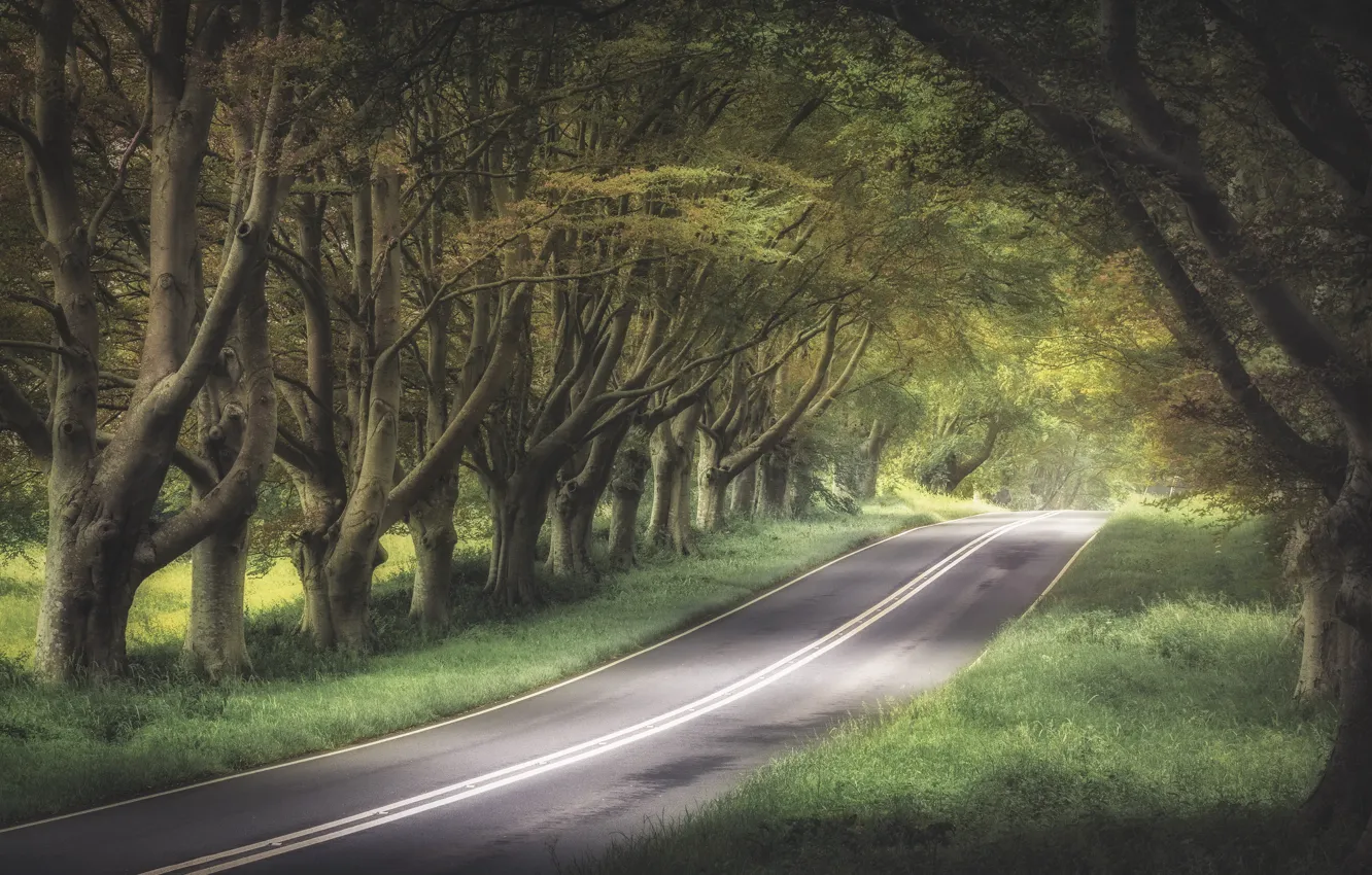 Photo wallpaper road, forest, highway