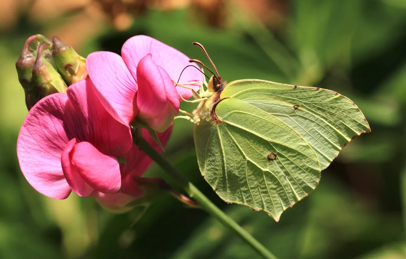 Photo wallpaper macro, flowers, butterfly, Brimstones, the limonite