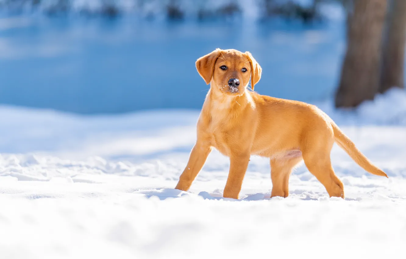 Photo wallpaper winter, snow, dog, puppy, Labrador Retriever