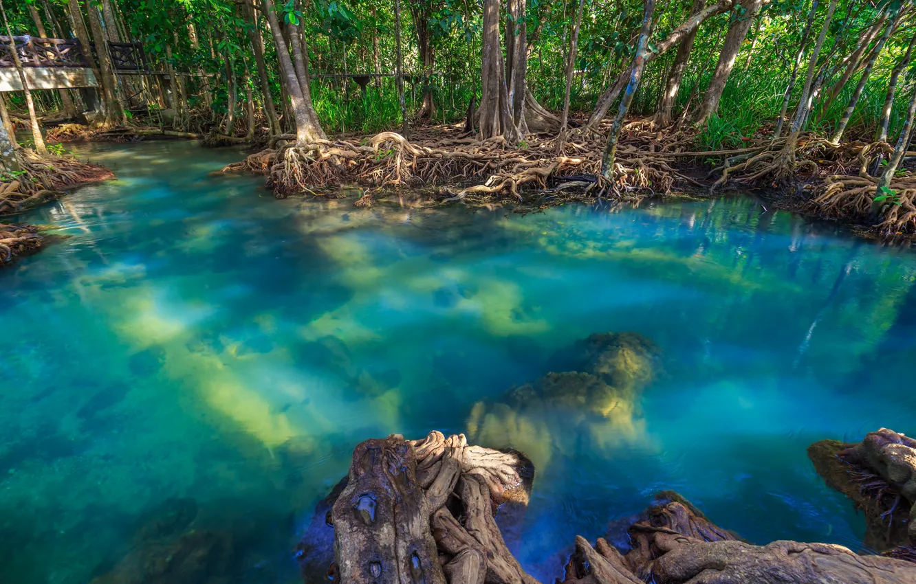 Photo wallpaper forest, lake, river, forest, tropical, landscape, beautiful, lake