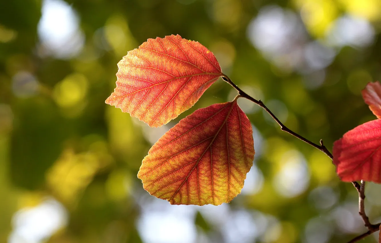 Photo wallpaper autumn, leaves, macro, nature, tree, branch, leaves, veins