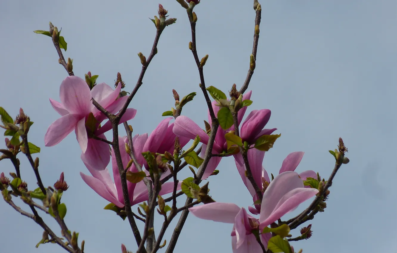 Photo wallpaper the sky, branches, mediocrity, Magnolia