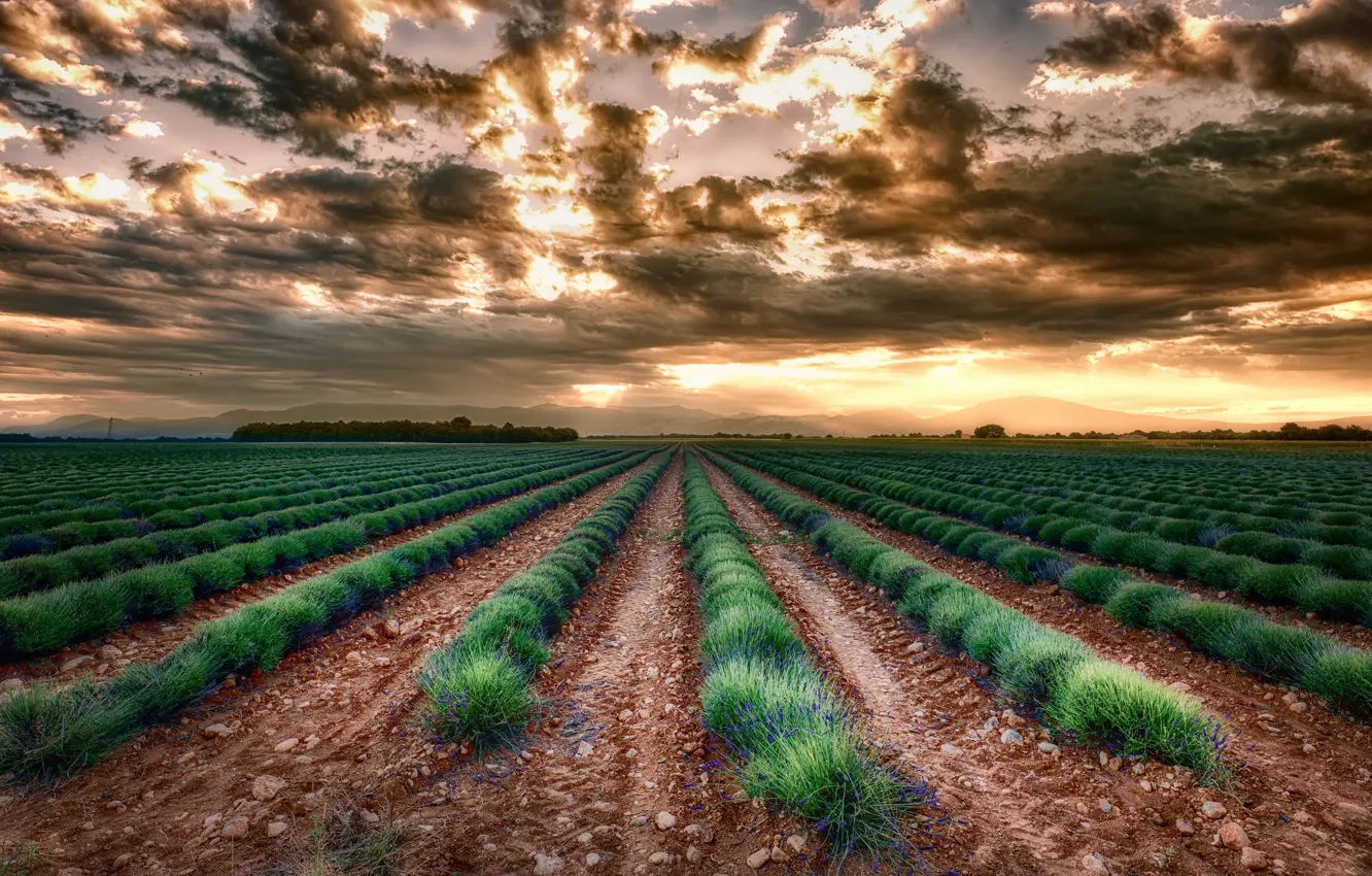 Photo wallpaper field, sunset, lavender