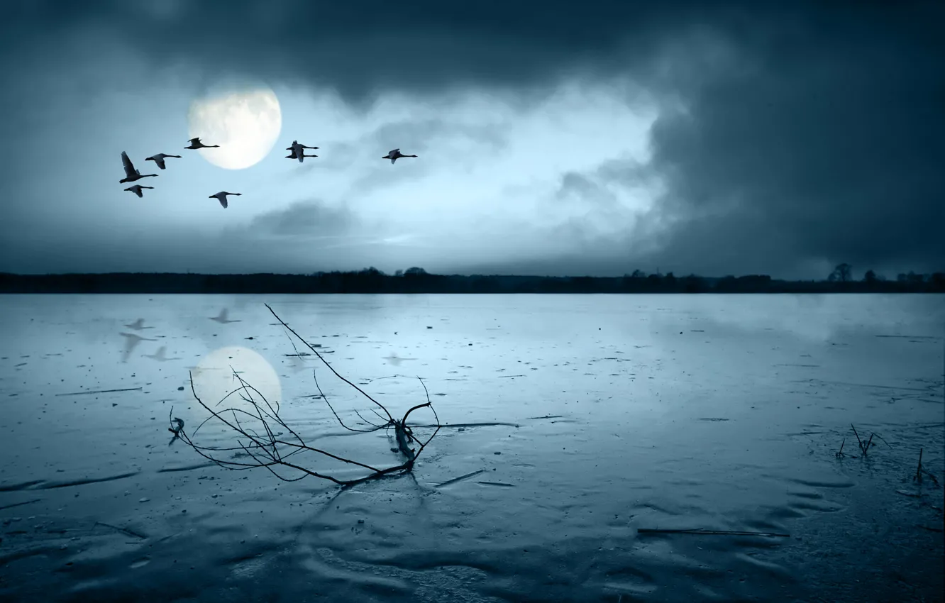 Photo wallpaper the sky, clouds, light, night, river, bird, the moon, shore
