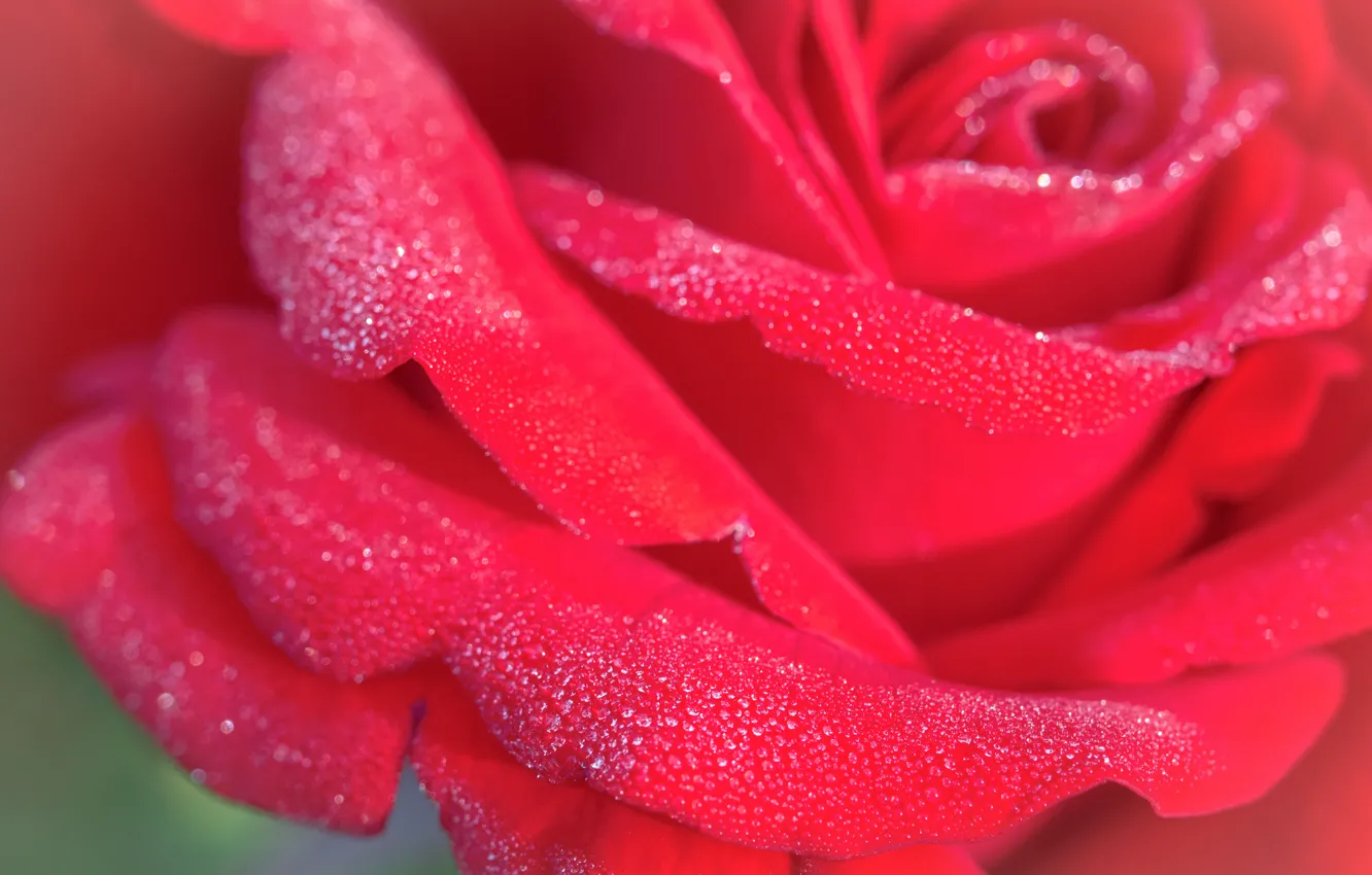 Photo wallpaper flower, drops, Rosa, rose, petals