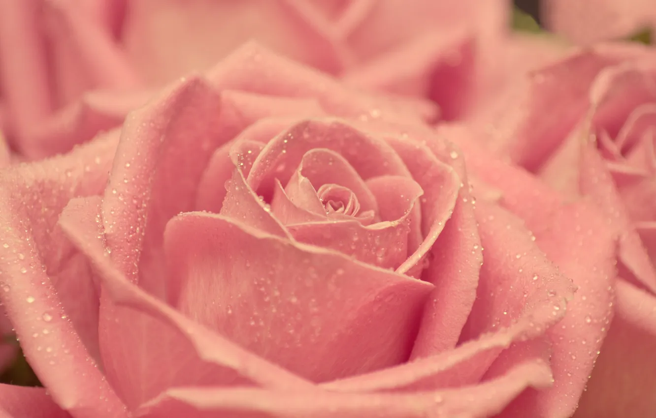 Photo wallpaper drops, macro, tenderness, roses, beauty, petals, blur, pink