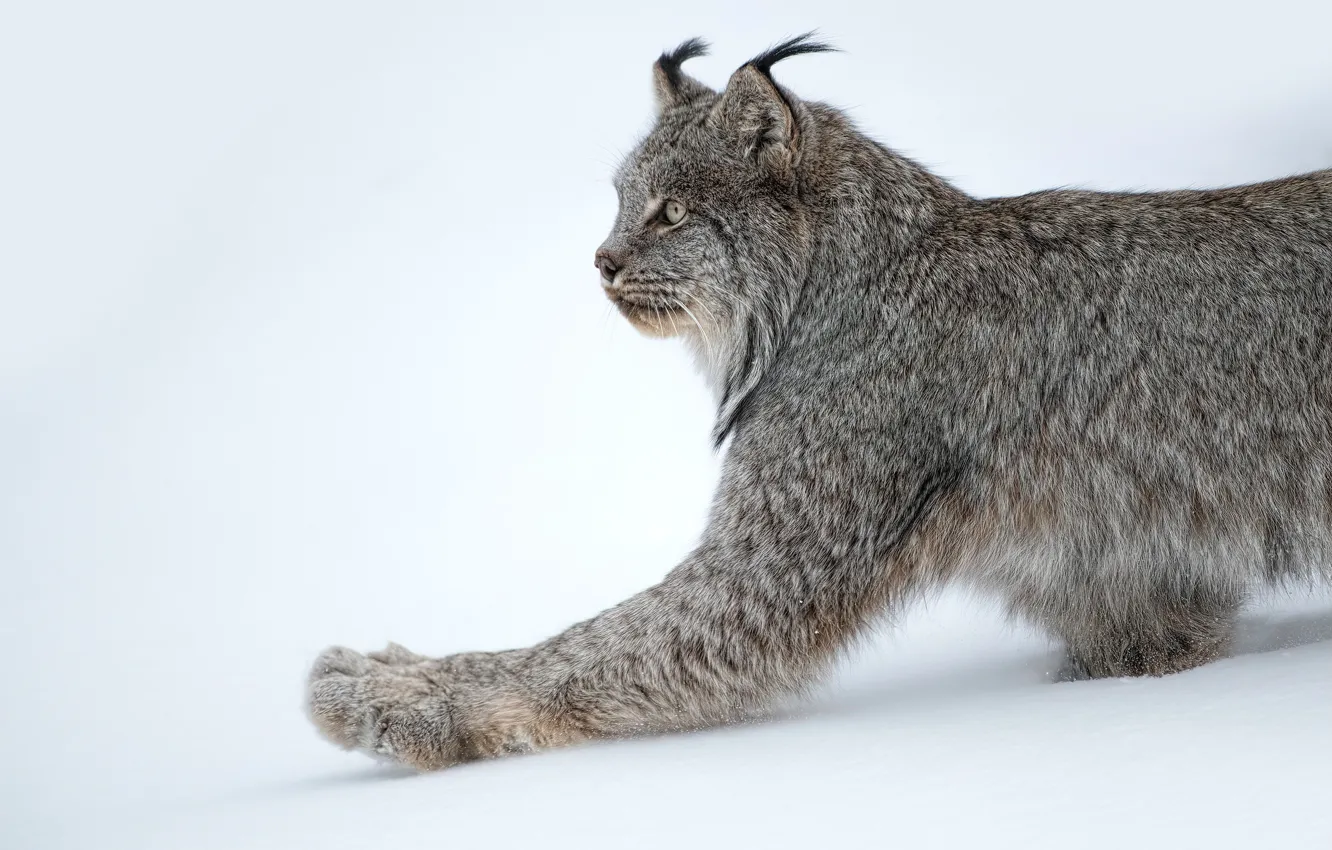 Photo wallpaper snow, paw, lynx, wild cat