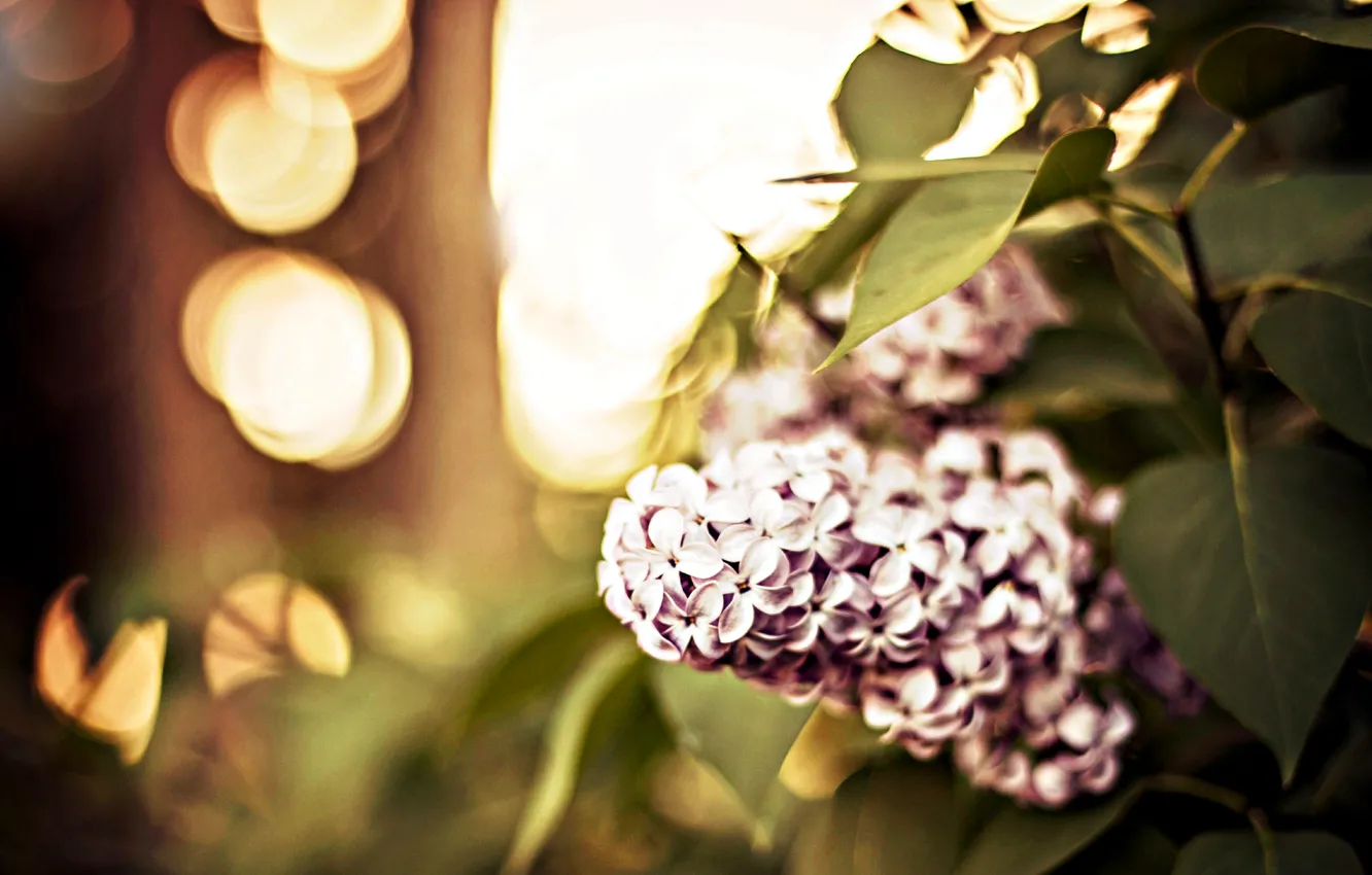Photo wallpaper leaves, macro, branches, nature, lilac, bokeh