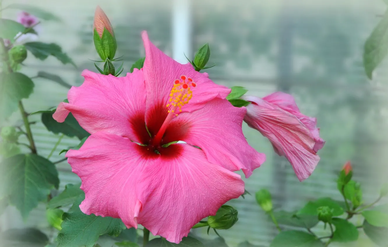 Photo wallpaper summer, flowers, pink, flowering, hibiscus