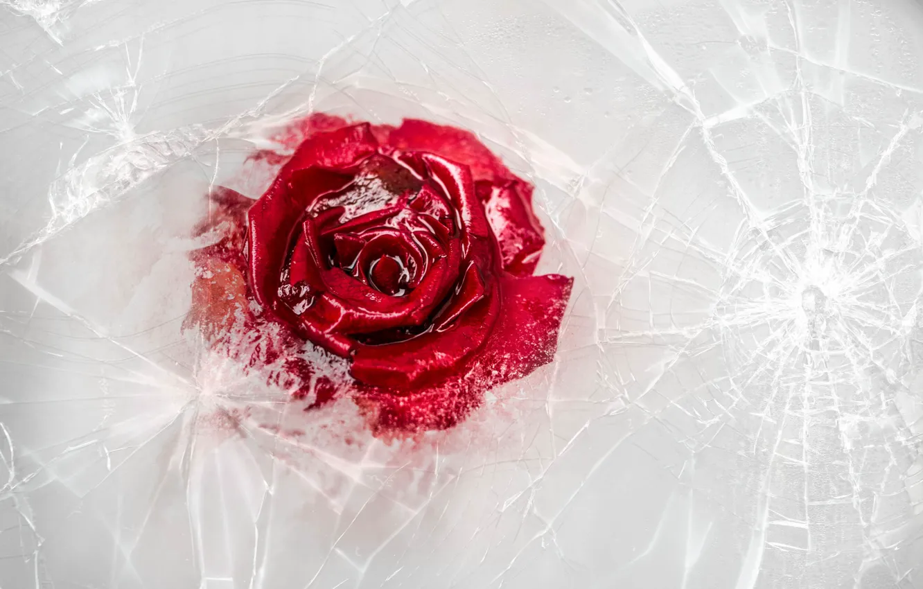 Photo wallpaper ice, flowers, roses