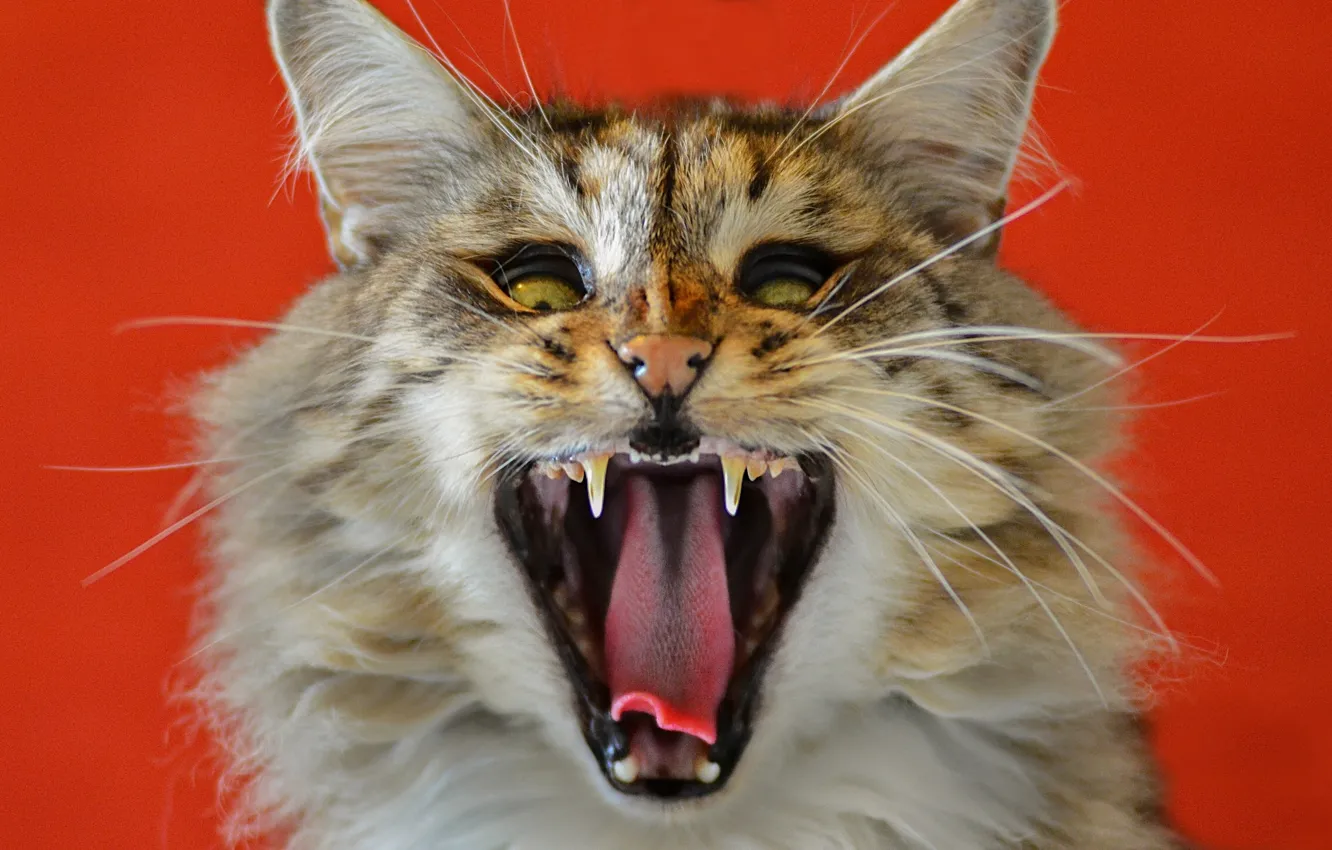 Photo wallpaper cat, cat, face, mouth, beast