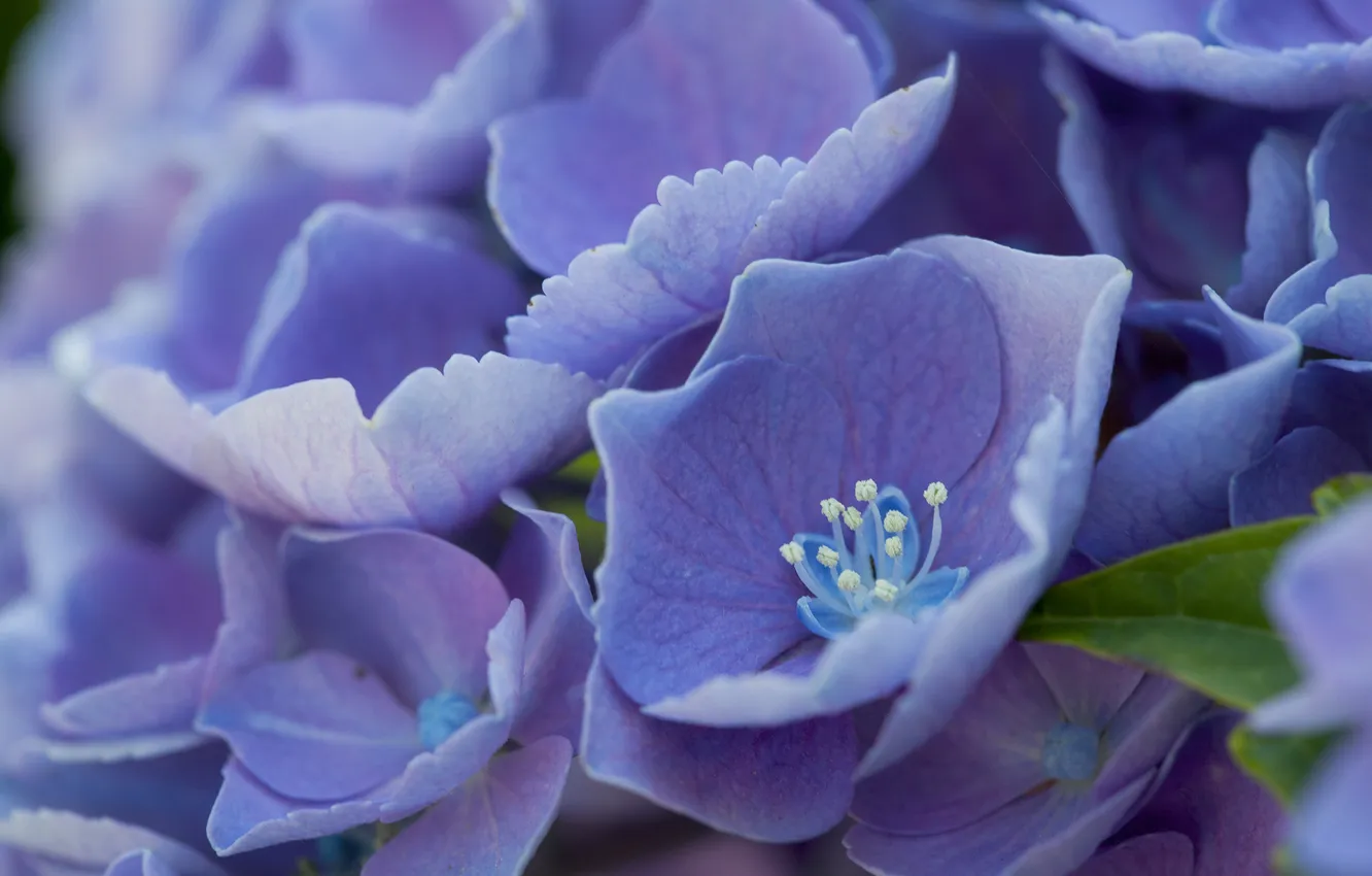 Photo wallpaper flowers, blue, petals, stamens