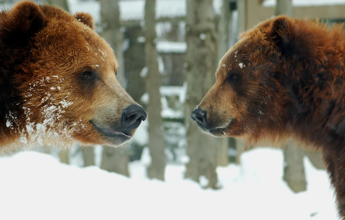 Photo wallpaper winter, face, snow, bear, pair