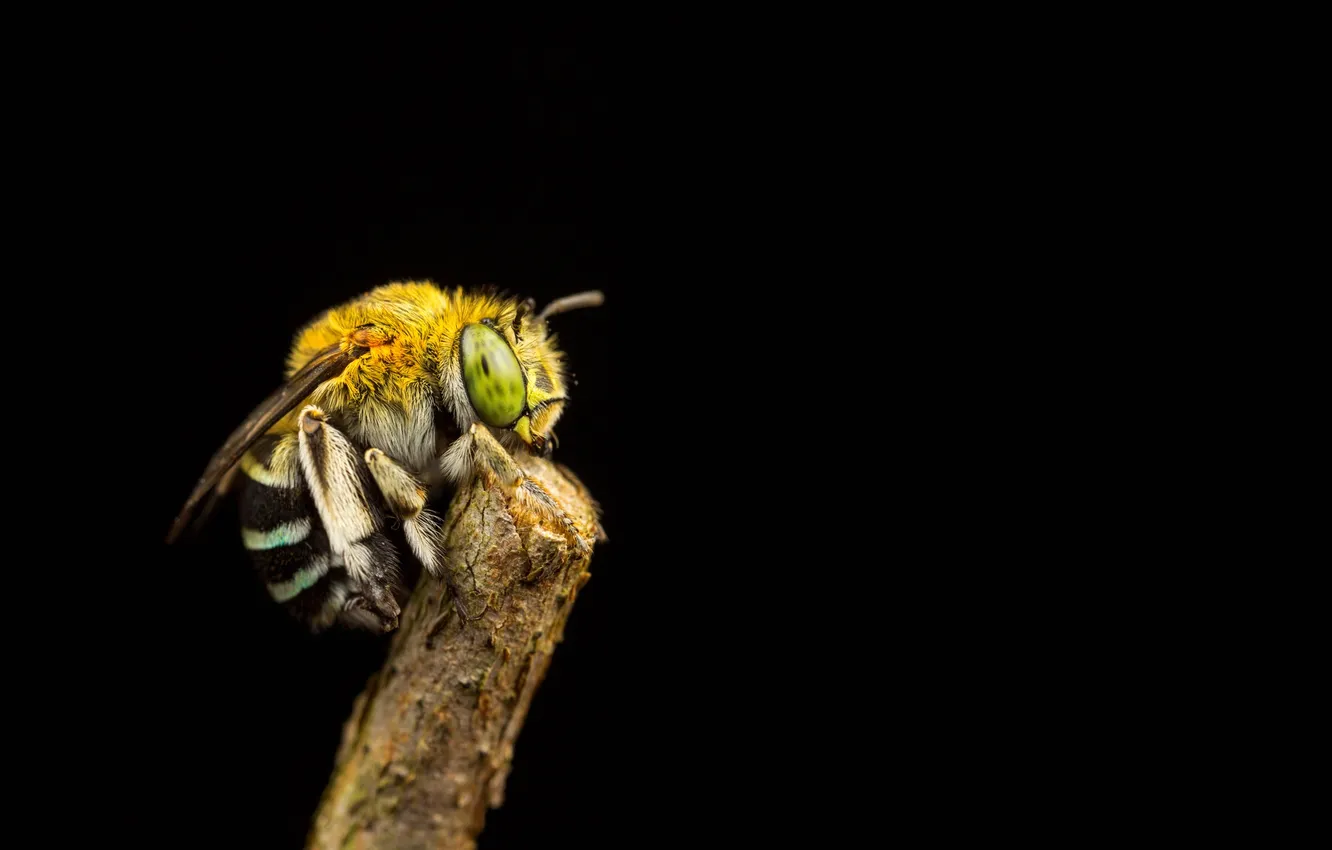 Photo wallpaper bee, background, branch, insect