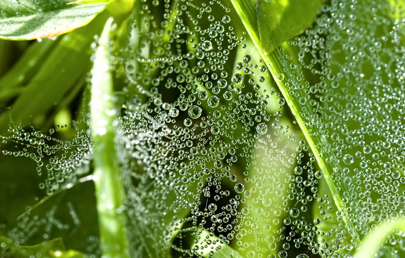 Photo wallpaper greens, droplets, web