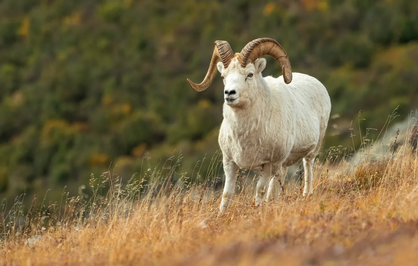Photo wallpaper hills, RAM, slope, nature, white, grass, forest, mountain