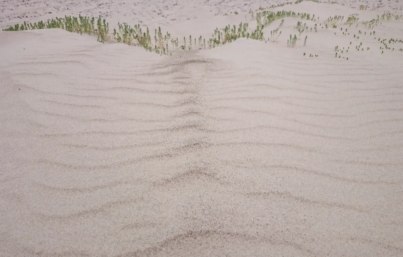 Photo wallpaper sand, beach, summer, plant, dunes