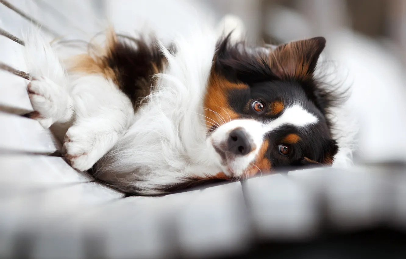Photo wallpaper look, face, bench, dog, paws, Australian shepherd, Aussie, Evgenia Kostuseva