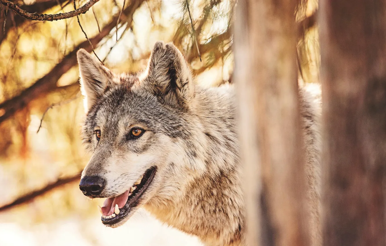Photo wallpaper forest, animals, wolf, predator