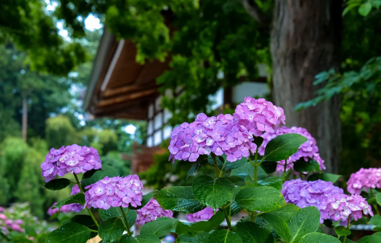 Photo wallpaper Japan, hydrangea, in the garden, drops