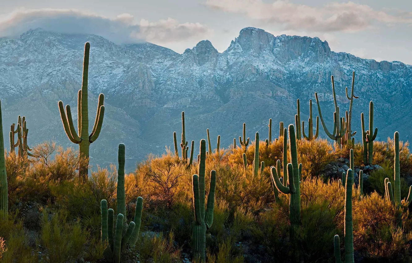 Photo wallpaper cactus, AZ, USA, Tucson, the Sonoran desert, giant saguaro, saguaro
