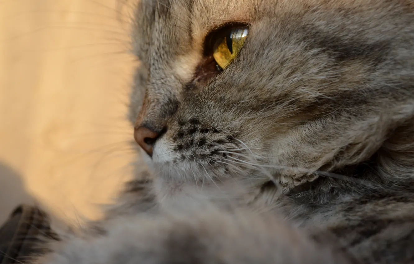Photo wallpaper eyes, grey, Cat