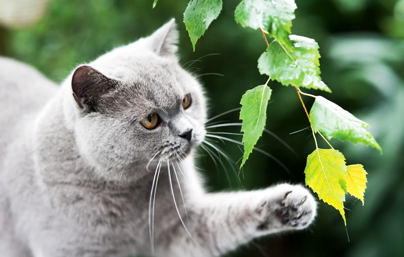 Photo wallpaper greens, cat, cat, leaves, branches, grey, paws, British